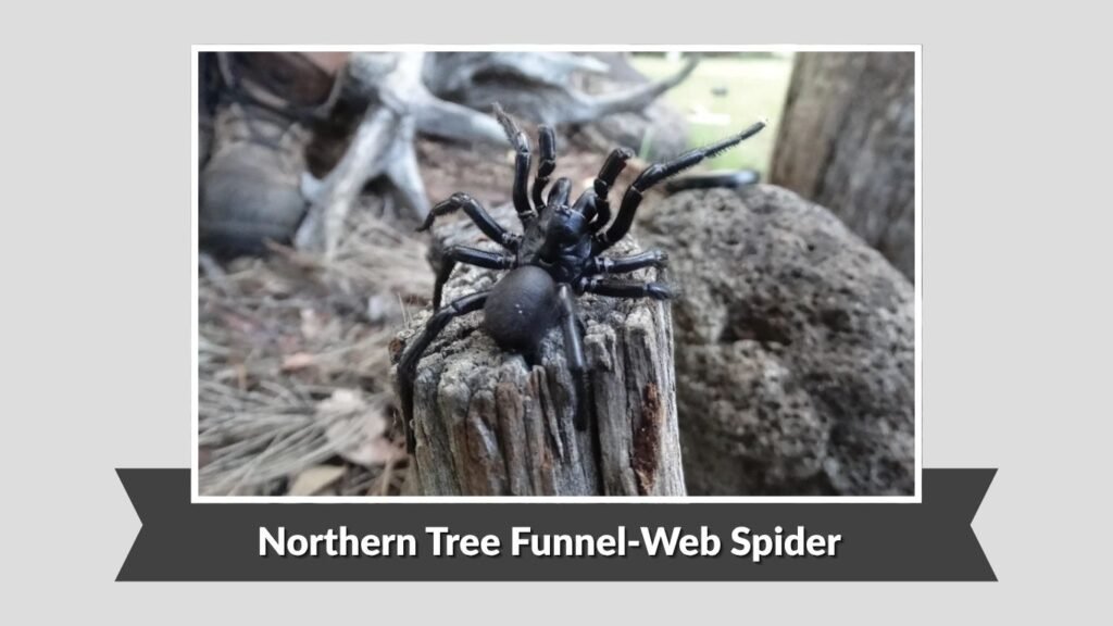  Northern Tree Funnel-Web Spider (Hadronyche formidabilis)