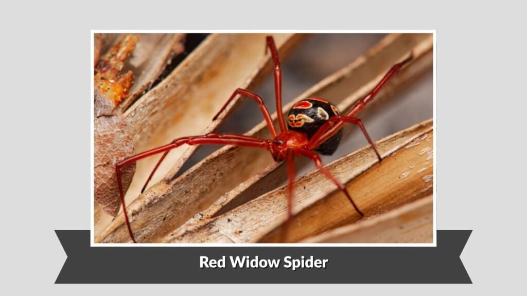 Red Widow Spider (Latrodectus bishopi)