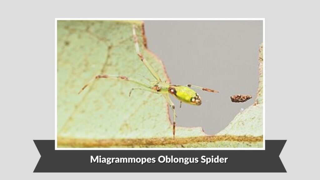 Miagrammopes Oblongus Spider (Miagrammopes oblongus)