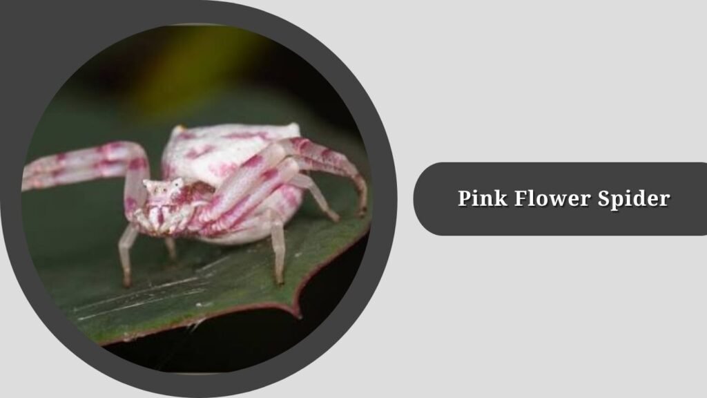 Pink Flower Spider (Tharrhalea evanida)