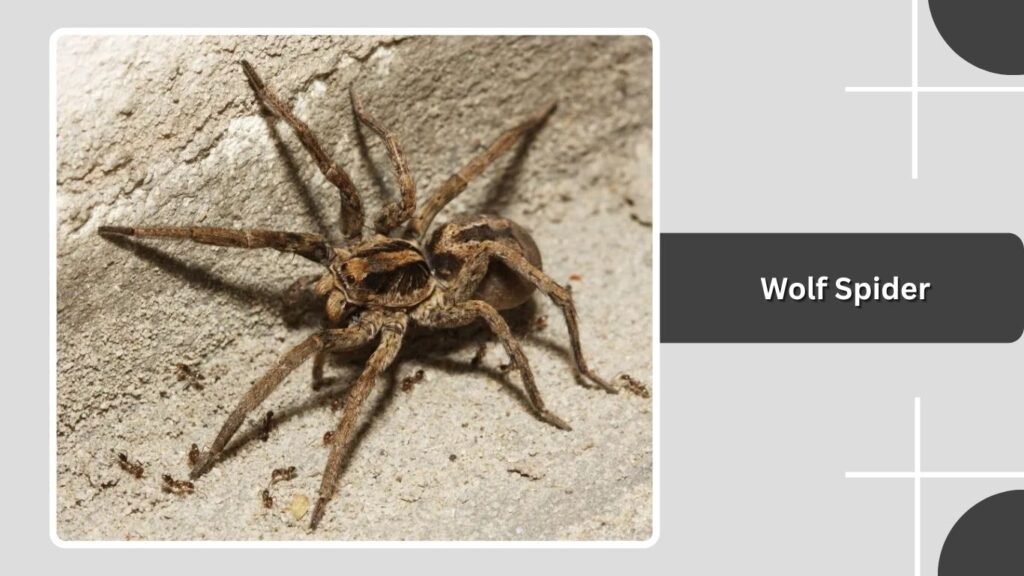  Wolf Spider