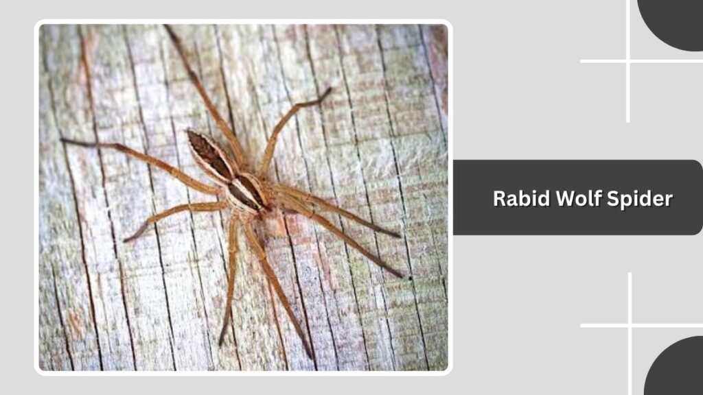 Rabid Wolf Spider