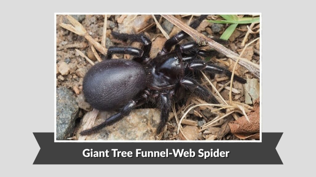 Giant Tree Funnel-Web Spider (Hadronyche formidabilis)