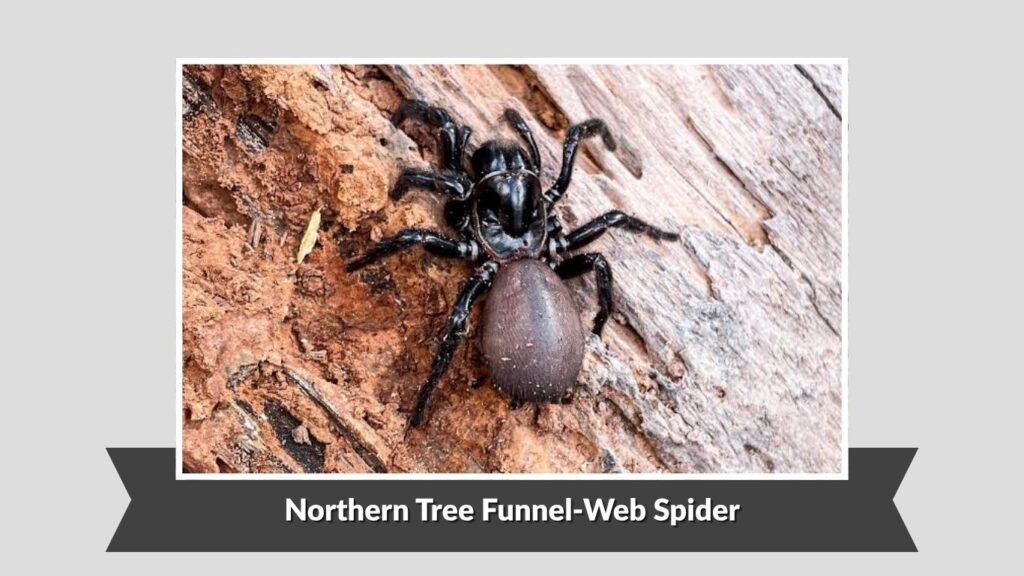Northern Tree Funnel-Web Spider (Hadronyche formidabilis)