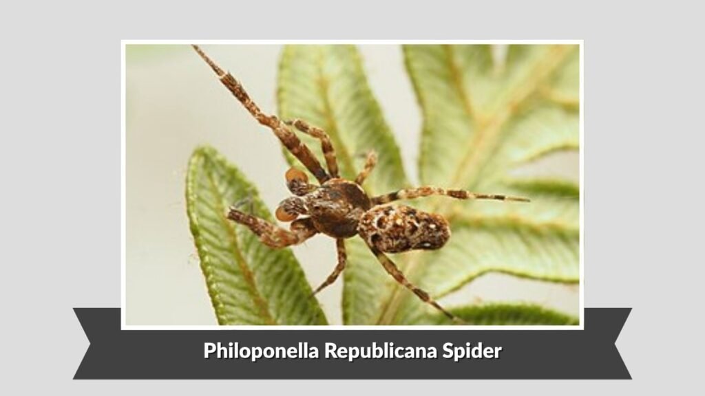 Philoponella Republicana Spider (Philoponella republicana)