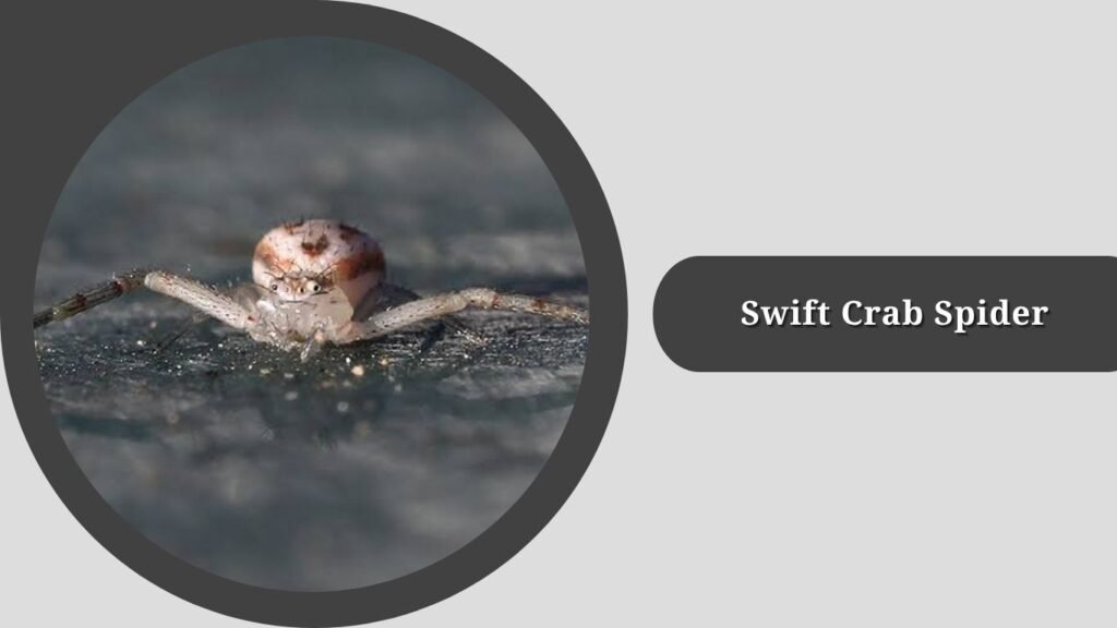 Swift Crab Spider (Mecaphesa celer)