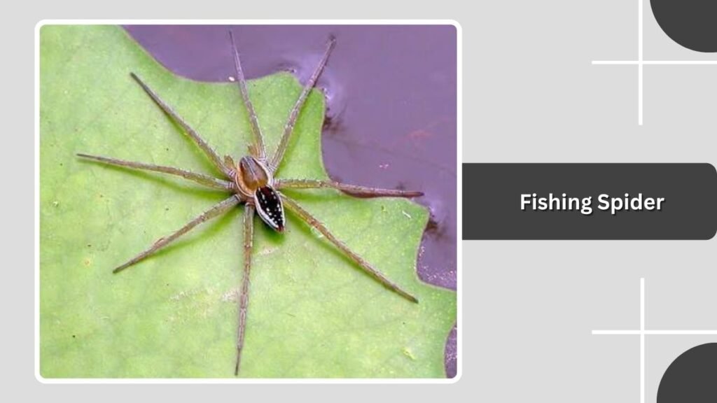 Fishing Spider