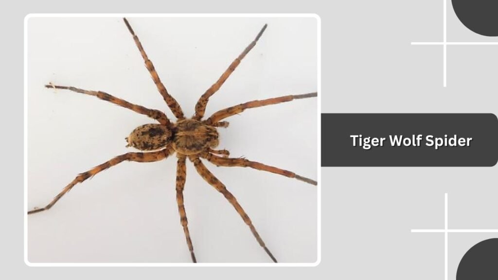 Tiger Wolf Spider