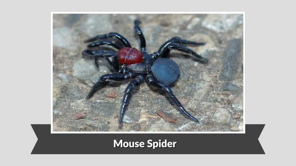 Mouse Spider (Missulena occatoria)