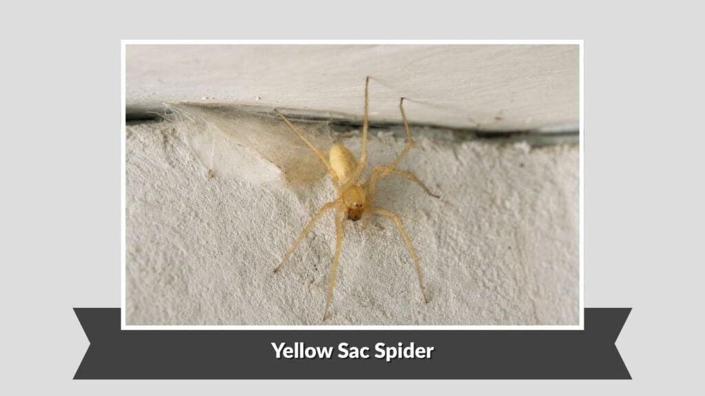 Yellow Sac Spider (Cheiracanthium inclusum)