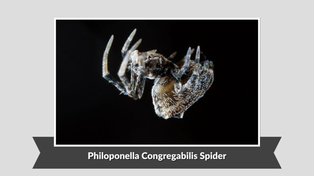 Philoponella Congregabilis Spider (Philoponella congregabilis)