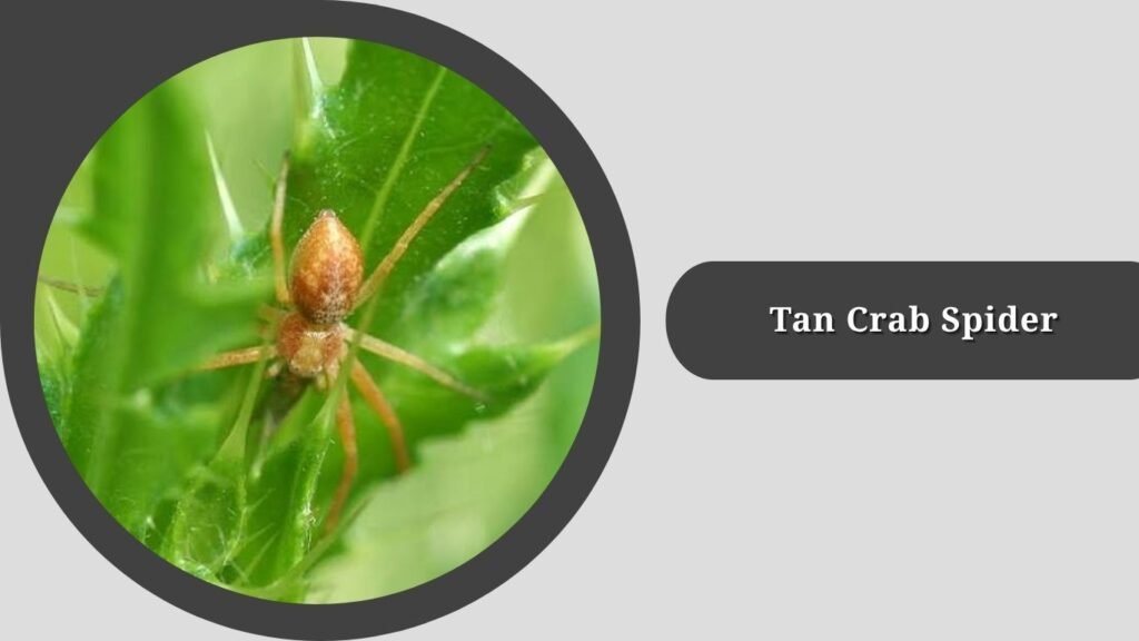 Tan Crab Spider (Xysticus ferox)