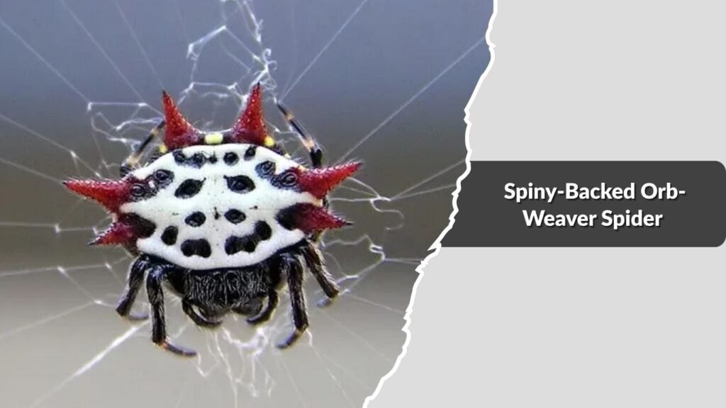 Spiny-Backed Orb-Weaver Spider