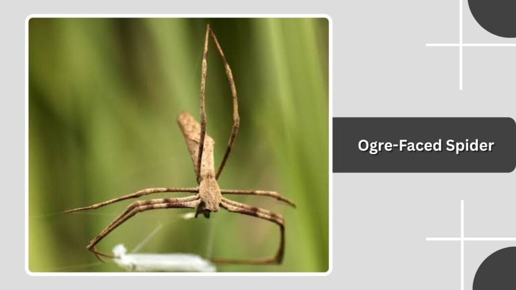 Ogre-Faced Spider
