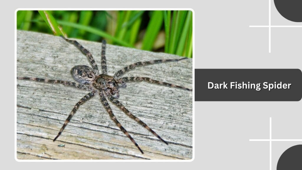 Dark Fishing Spider