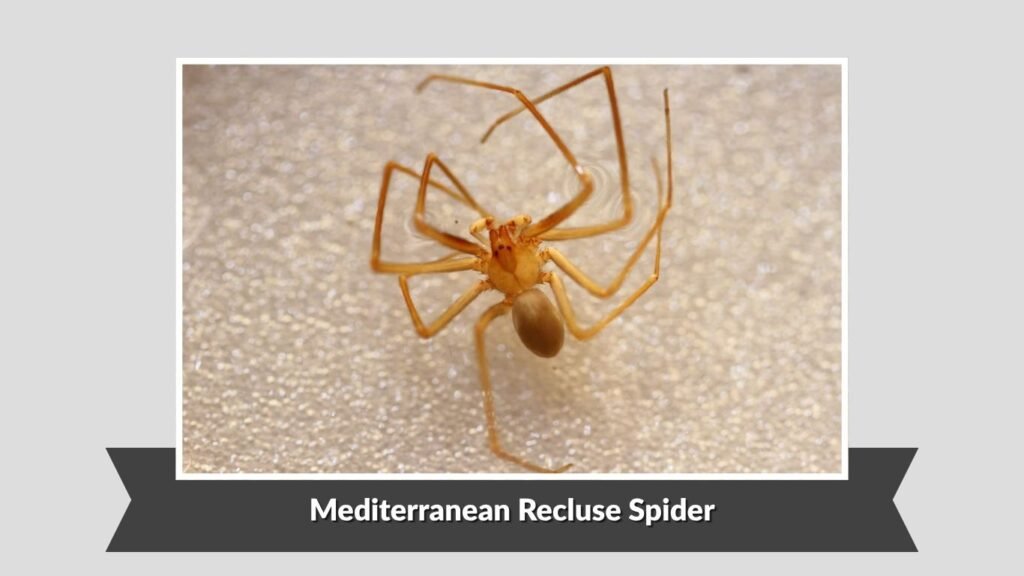 Mediterranean Recluse Spider (Loxosceles rufescens)