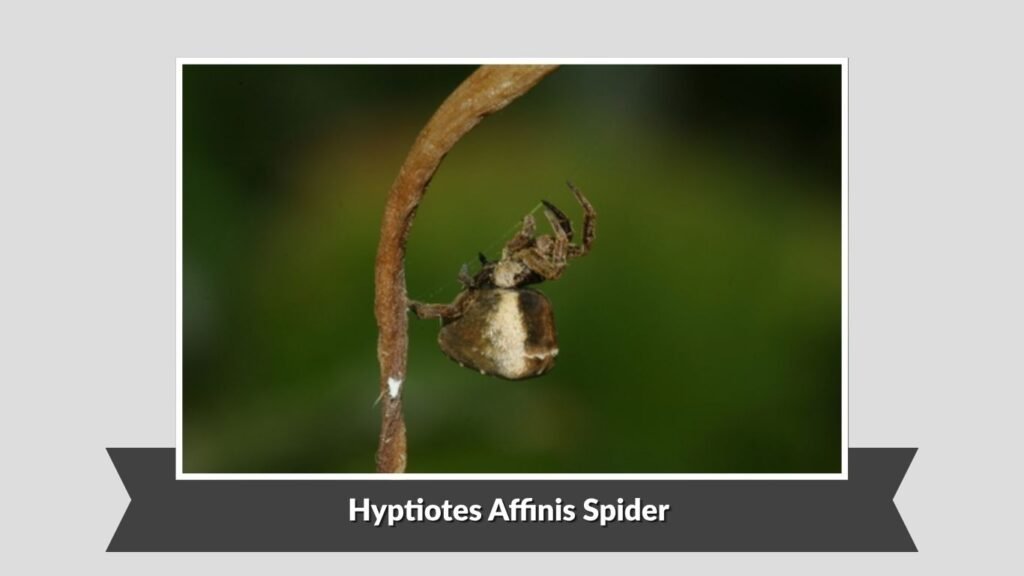  Hyptiotes Affinis Spider (Hyptiotes affinis)