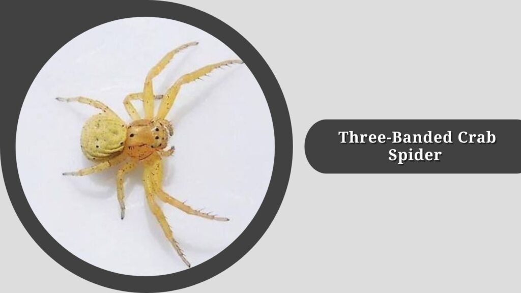 Three-Banded Crab Spider (Xysticus triguttatus)