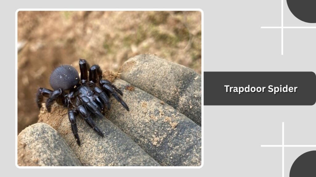 Trapdoor Spider