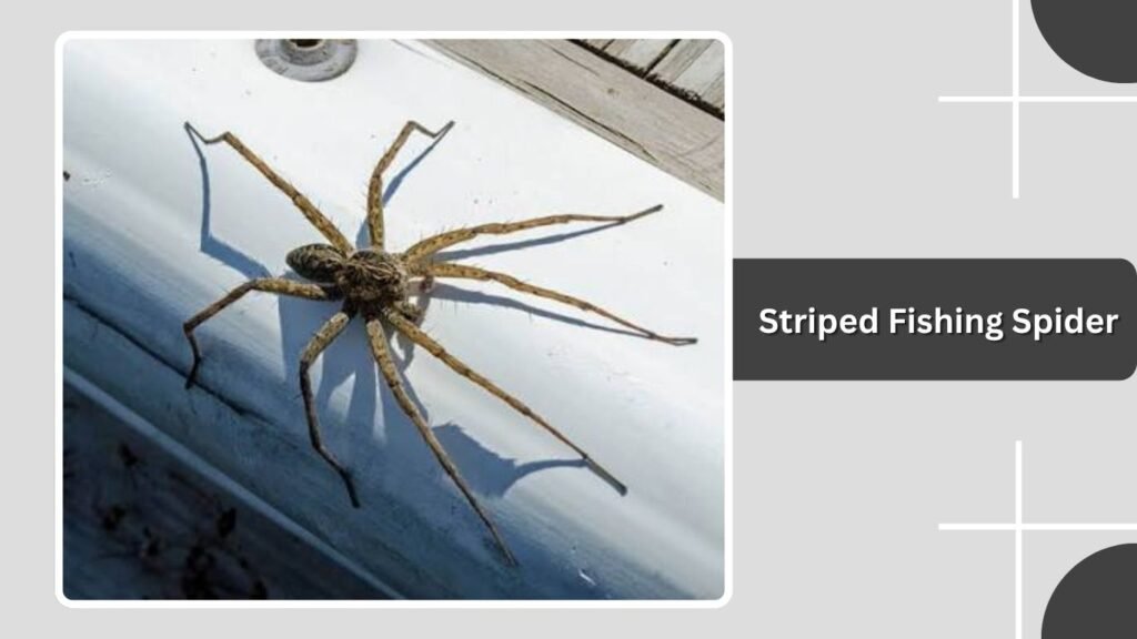 Striped Fishing Spider