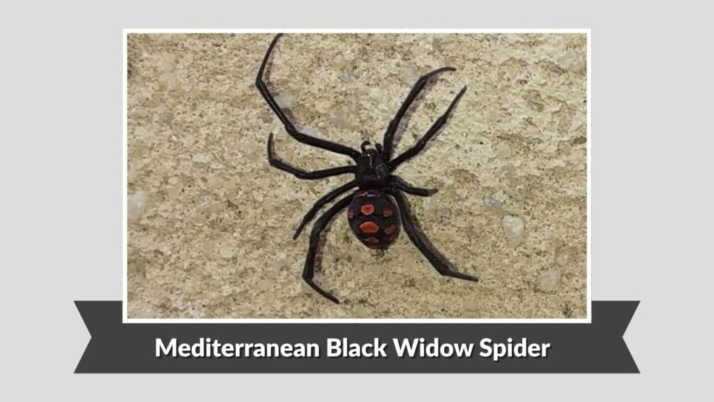 Mediterranean Black Widow Spider (Latrodectus tredecimguttatus)