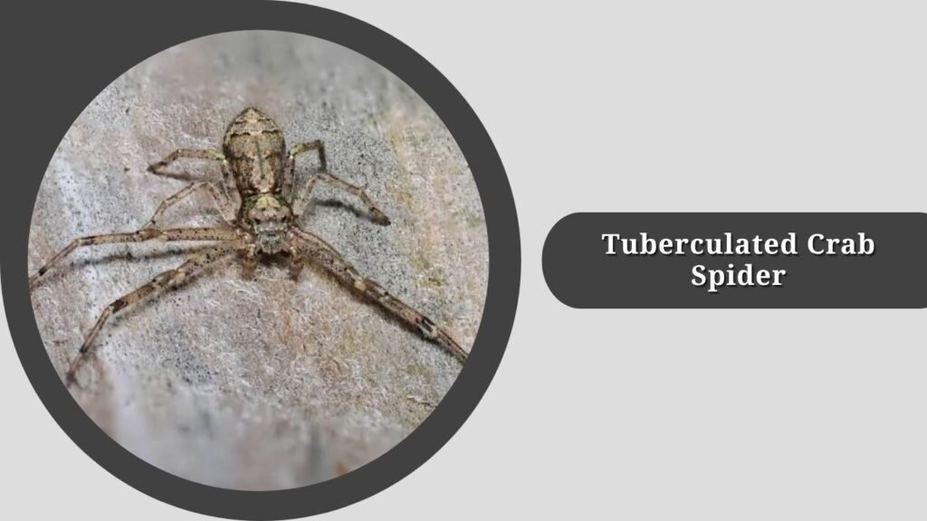 Tuberculated Crab Spider (Tmarus angulatus)