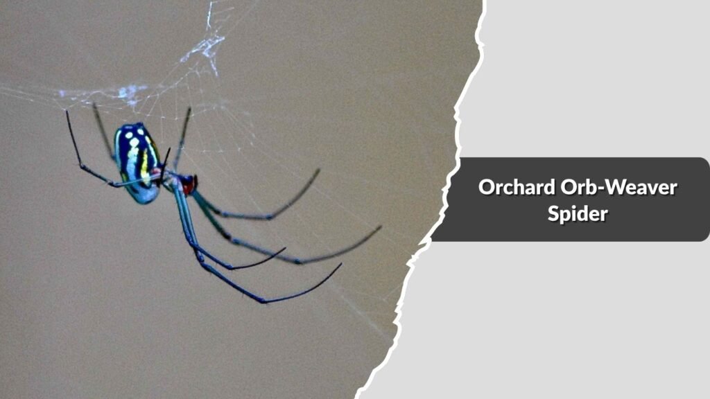 Orchard Orb-Weaver Spider