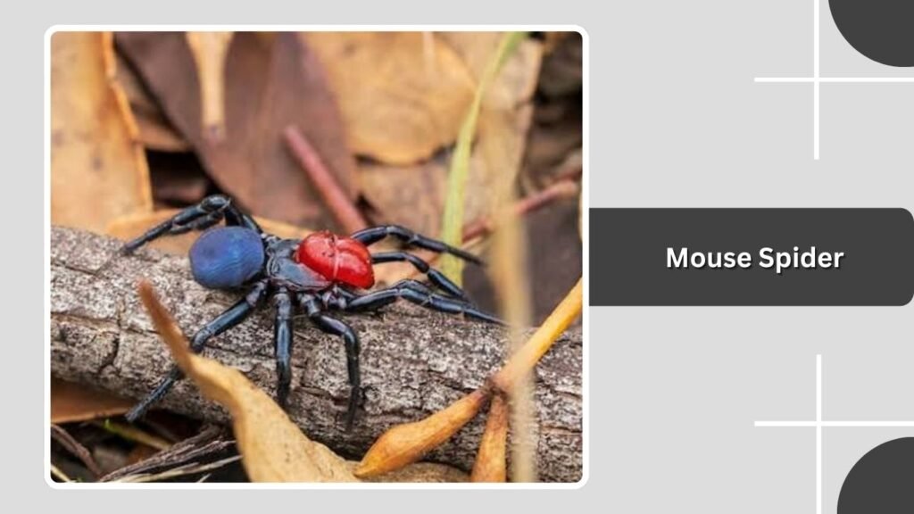 Mouse Spider