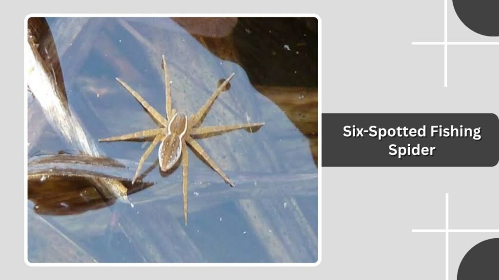 Six-Spotted Fishing Spider