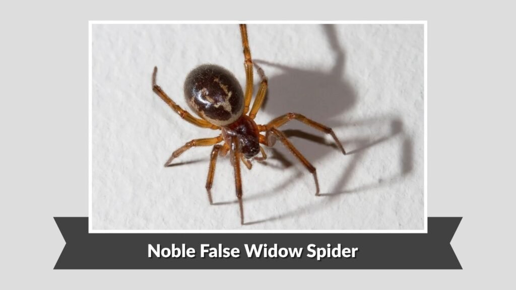  Noble False Widow Spider (Steatoda nobilis)