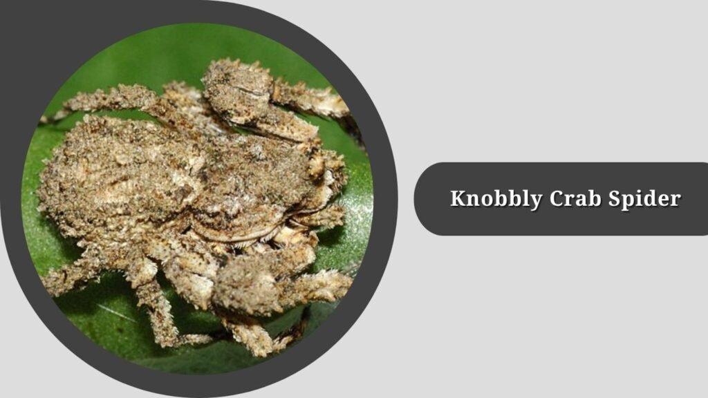 Knobbly Crab Spider (Stephanopis altifrons)