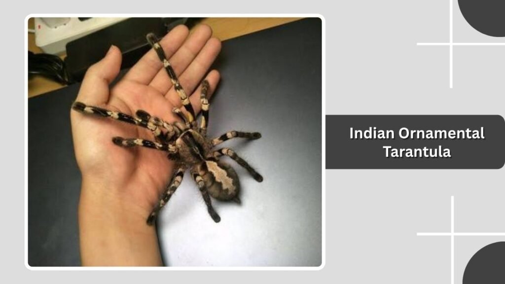 Indian Ornamental Tarantula