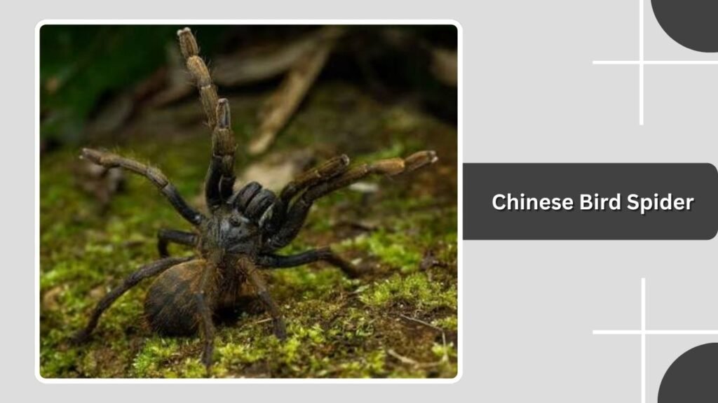  Chinese Bird Spider