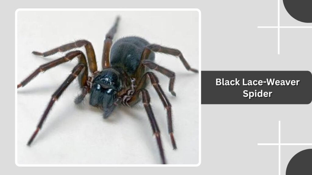 Black Lace-Weaver Spider