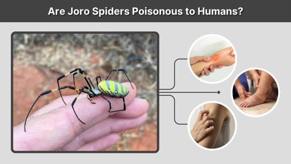 Are Joro Spiders Poisonous to Humans?