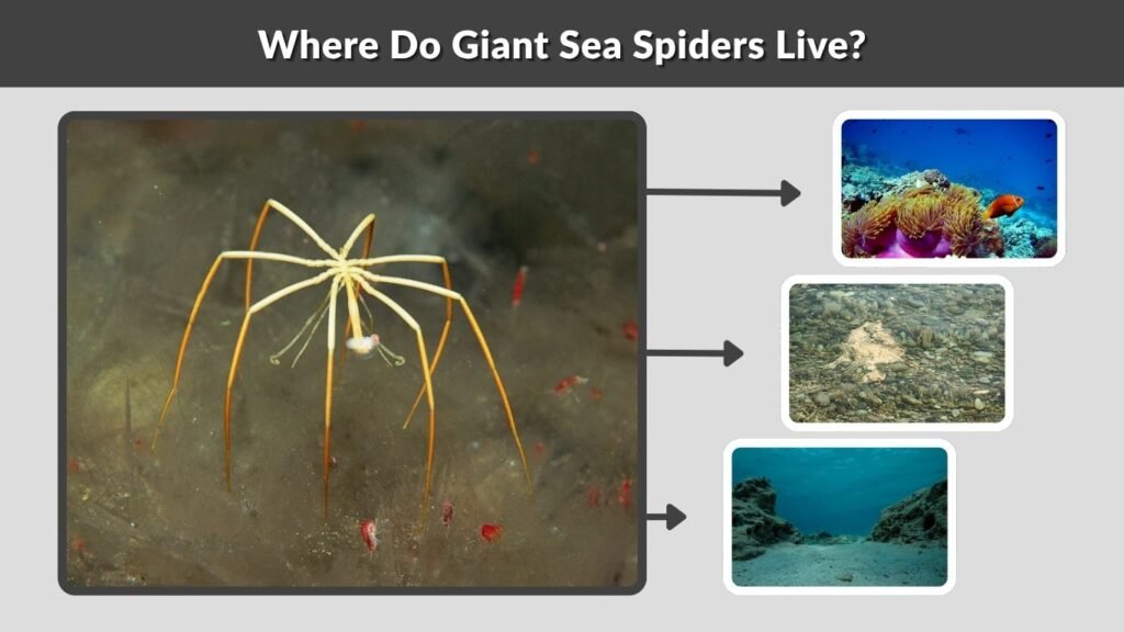 Where Do Giant Sea Spiders Live?