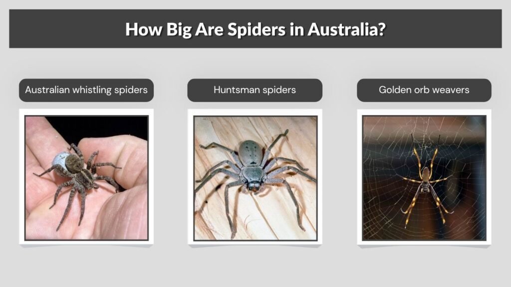 How Big Are Spiders in Australia?