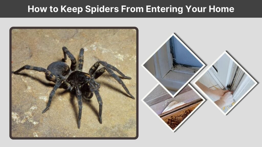 How to Keep Spiders From Entering Your Home