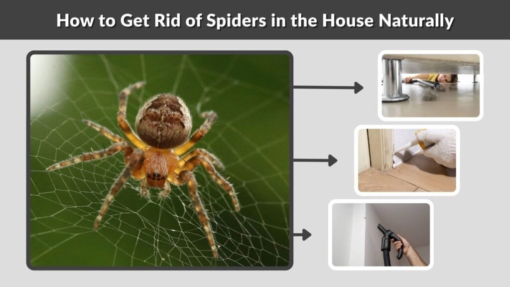 How to Get Rid of Spiders in the House Naturally