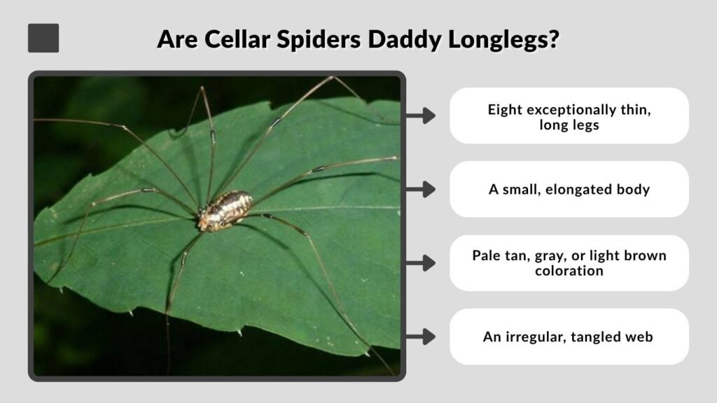Are Cellar Spiders Daddy Longlegs?
