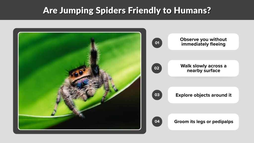 Are Jumping Spiders Friendly to Humans?