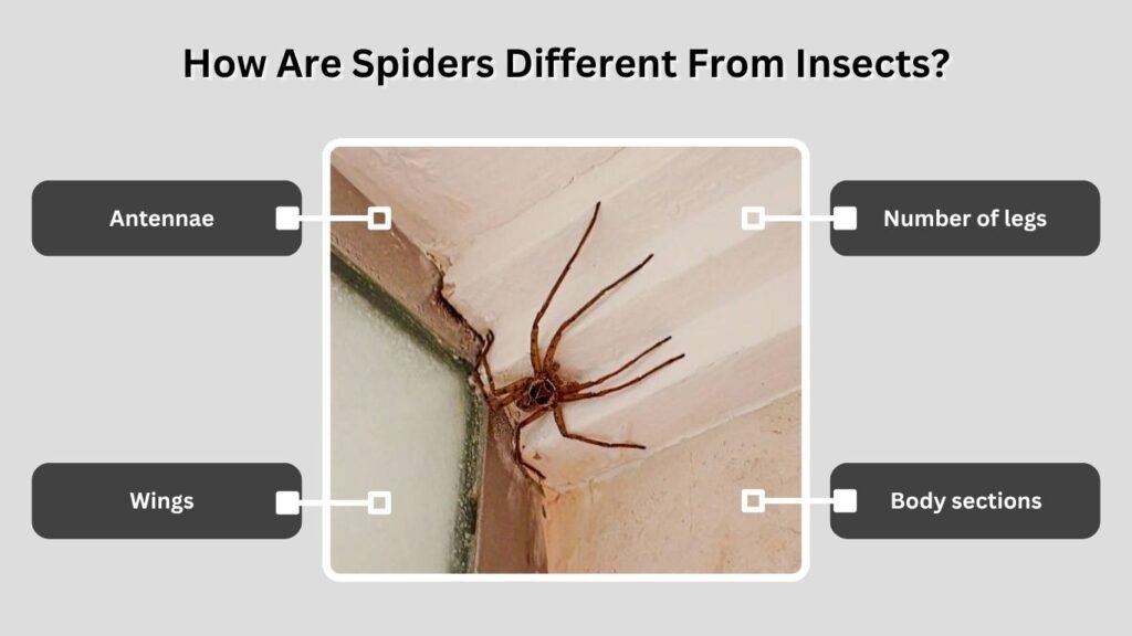 How Are Spiders Different From Insects?