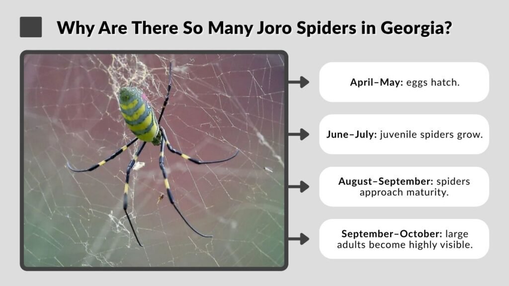Why Are There So Many Joro Spiders in Georgia?