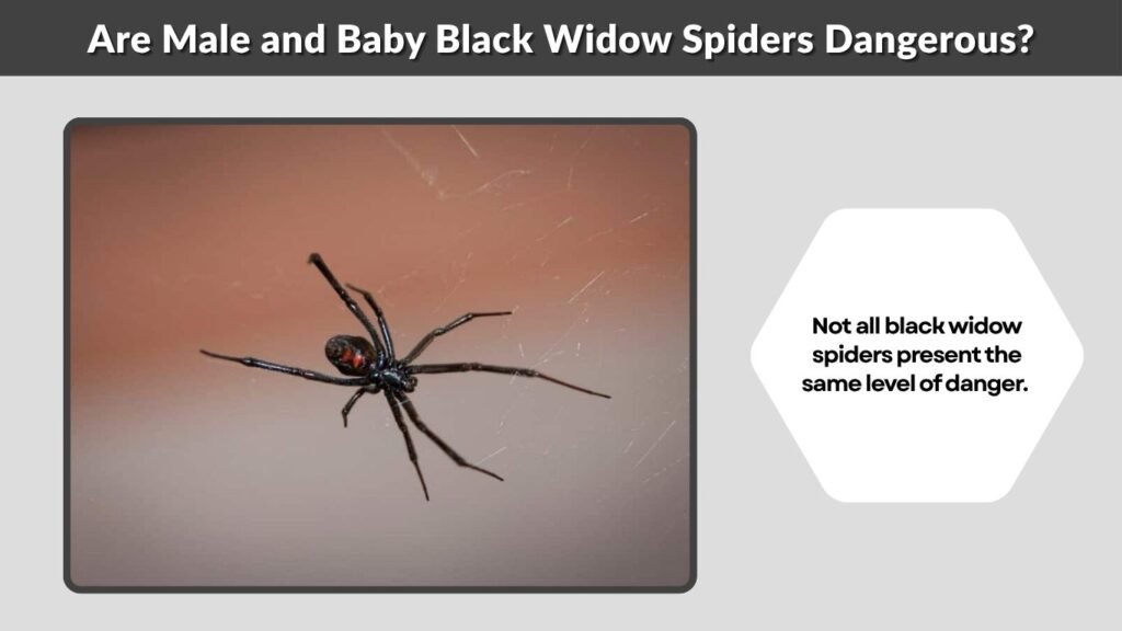 Are Male and Baby Black Widow Spiders Dangerous?