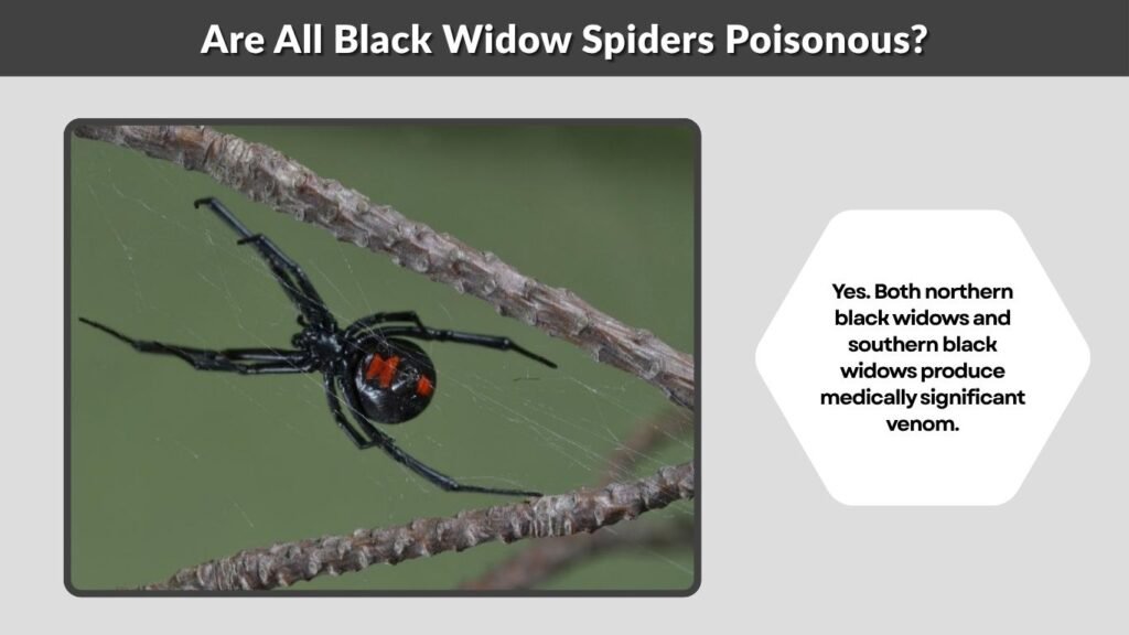 Are All Black Widow Spiders Poisonous?