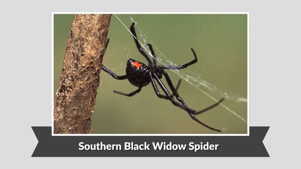 Southern Black Widow Spider (Latrodectus mactans)