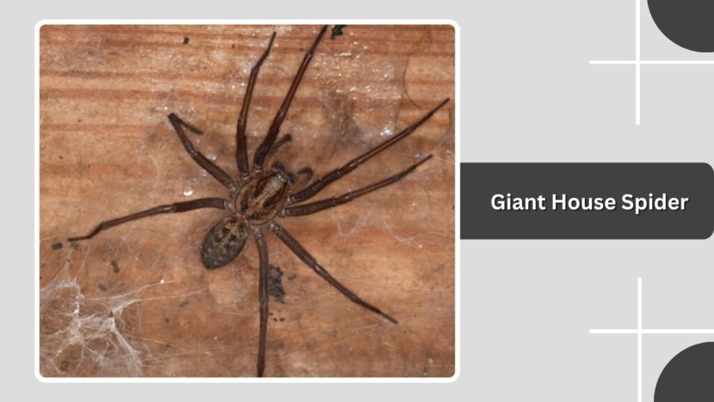 Giant House Spider