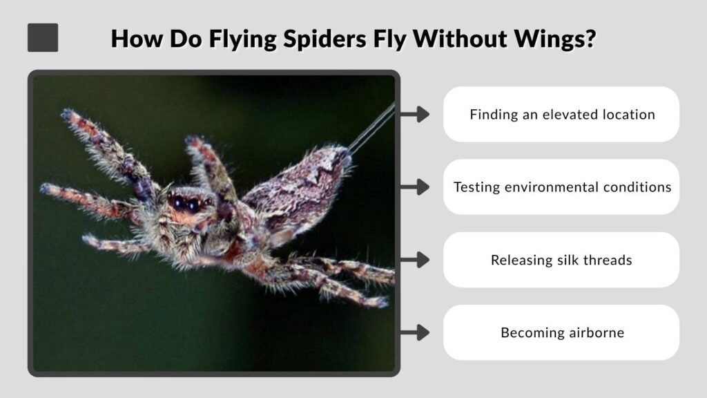 How Do Flying Spiders Fly Without Wings?