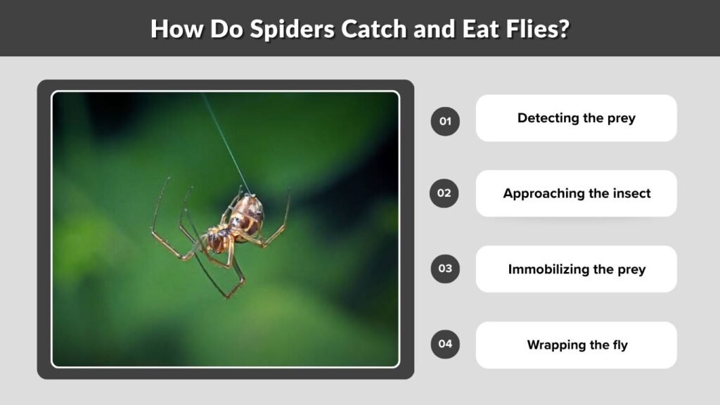 How Do Spiders Catch and Eat Flies?
