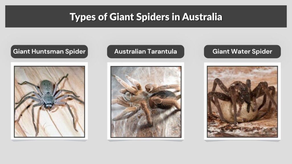 Types of Giant Spiders in Australia